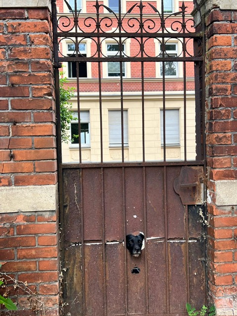 Henry aus der Nachbarschaft